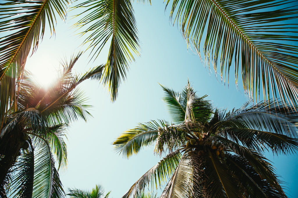 sunny day beach palms blue sky